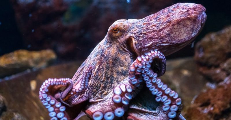 octopus brain