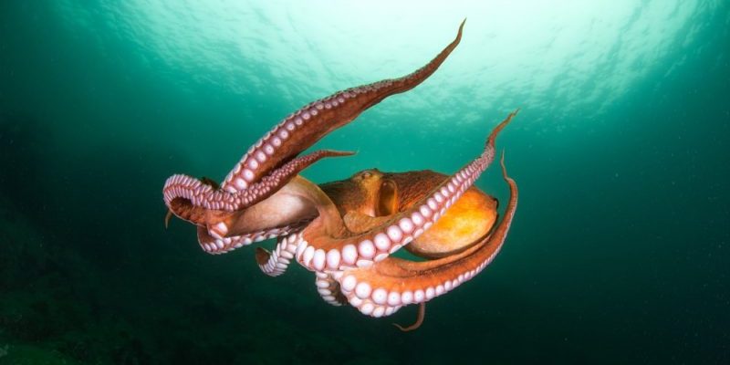 octopus habitat