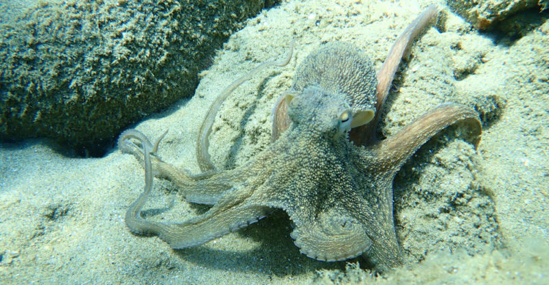 octopus mimesis