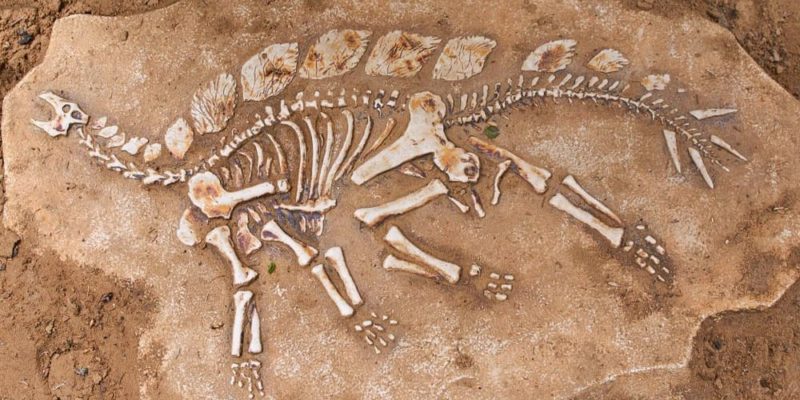 Paleontology | What it is, What it is For, Features, Branches and Characteristics