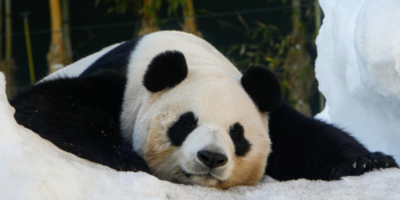 panda bear appearance