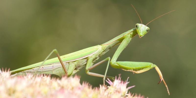 Praying Mantis: Feeding, Habitat, Features and Top 10 Characteristics