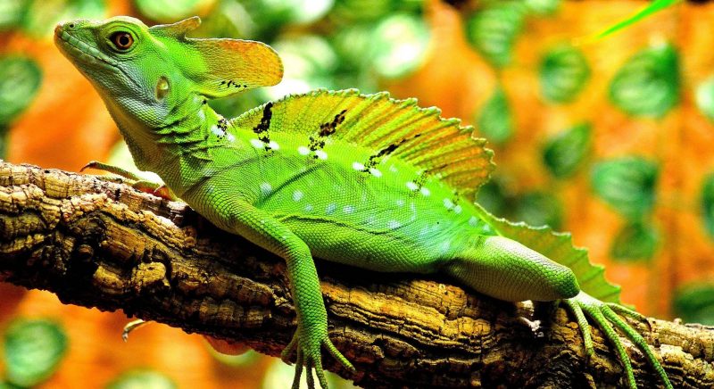 Reptiles | Evolution, Characteristics, Types, Examples And Reproduction