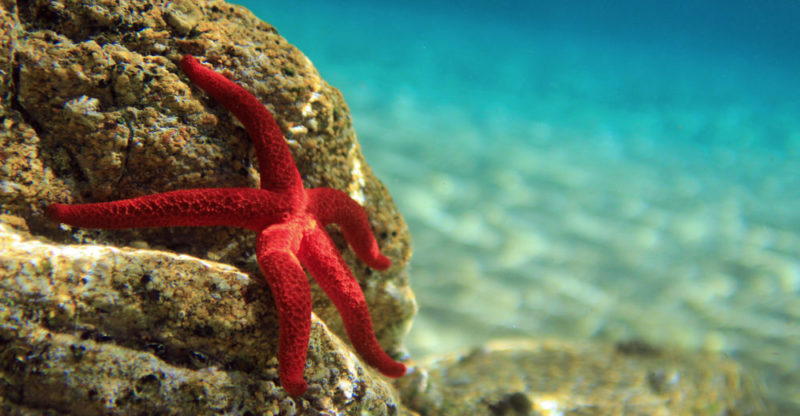Starfish | Habitat, Reproduction and Characteristics