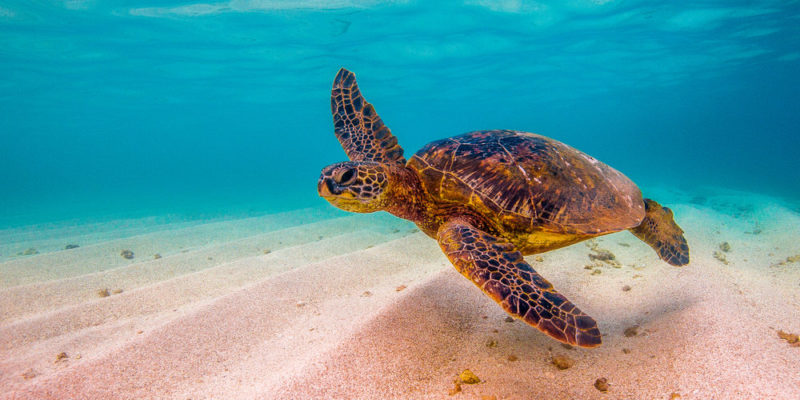 Turtle | What Is It, Species Types, Reproduction And Characteristics