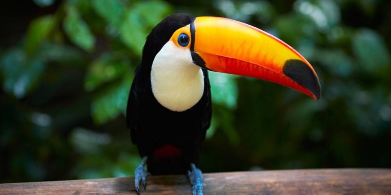 types of toucans