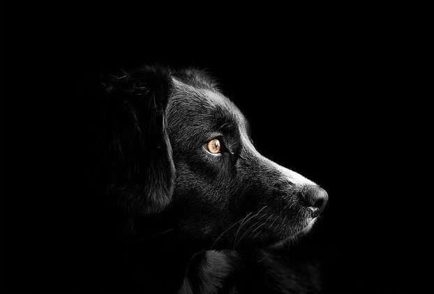 What does it mean to dream of a black dog?