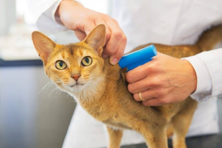 can you scan a pet chip with your phone	