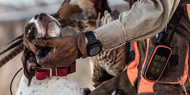 The Top 7 GPS Trackers for Hunting Dogs