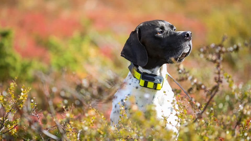 7 Best Hunting Dog GPS Trackers - User Opinions And Reviews
