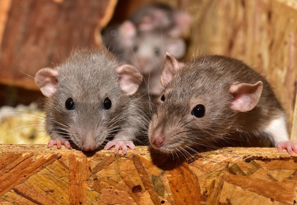 Dream About Rats And Mice – Spiritual And Biblical Meaning