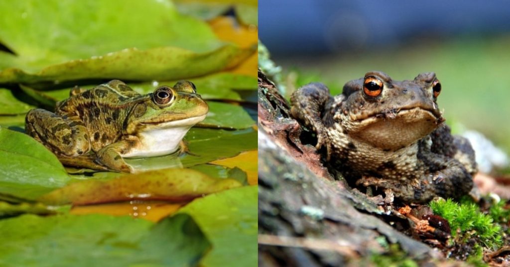Dream About Toads And Frogs – Spiritual And Biblical Meaning
