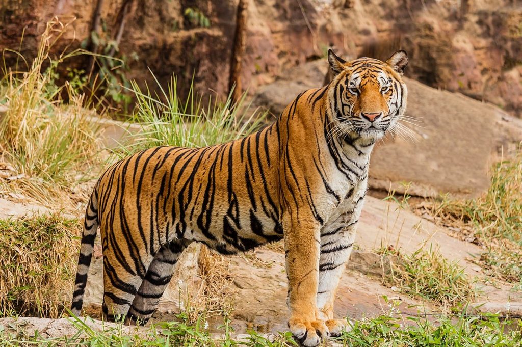 Dream About A Tiger - Spiritual And Biblical Meaning