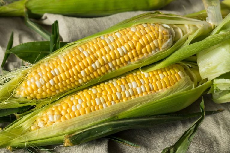 Corn: History, Cultivation, Varieties, Uses and Characteristics
