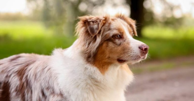 Dogs: Emergence, Features, Characteristics, Feeding and Breeds