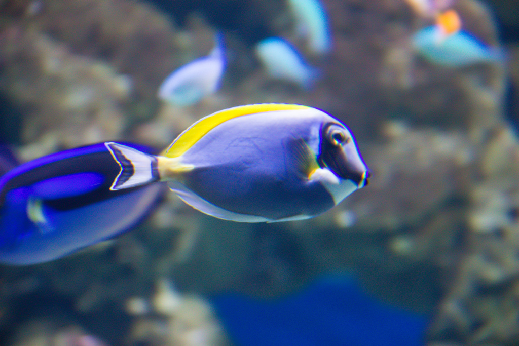 Top 10 Facts, Characteristics, Features and Classification of Fish