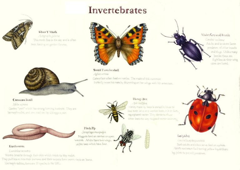 Top 10 Features and Characteristics Of Invertebrates