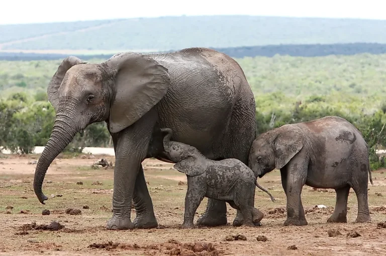 Top 10 Features and Characteristics Of Mammals