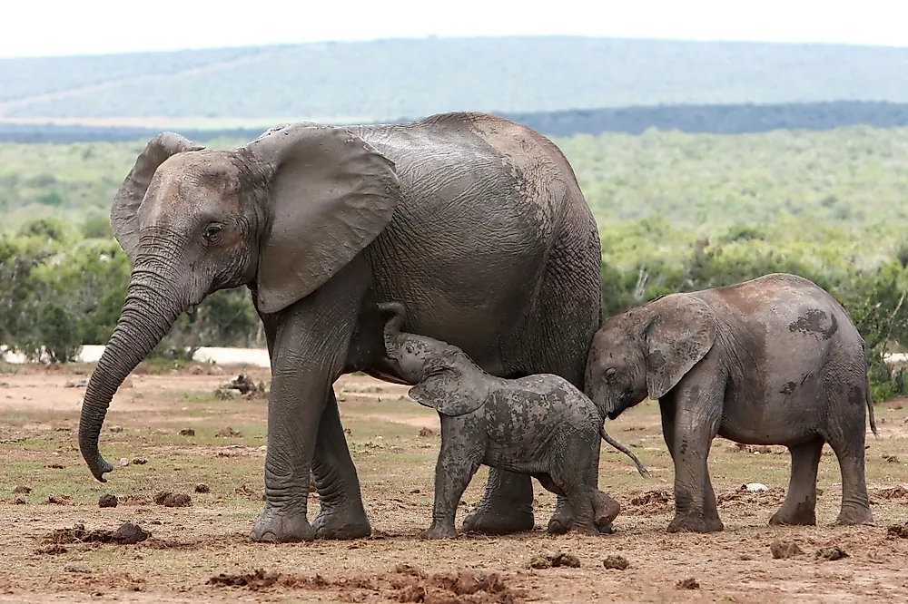 Top 10 Features and Characteristics Of Mammals