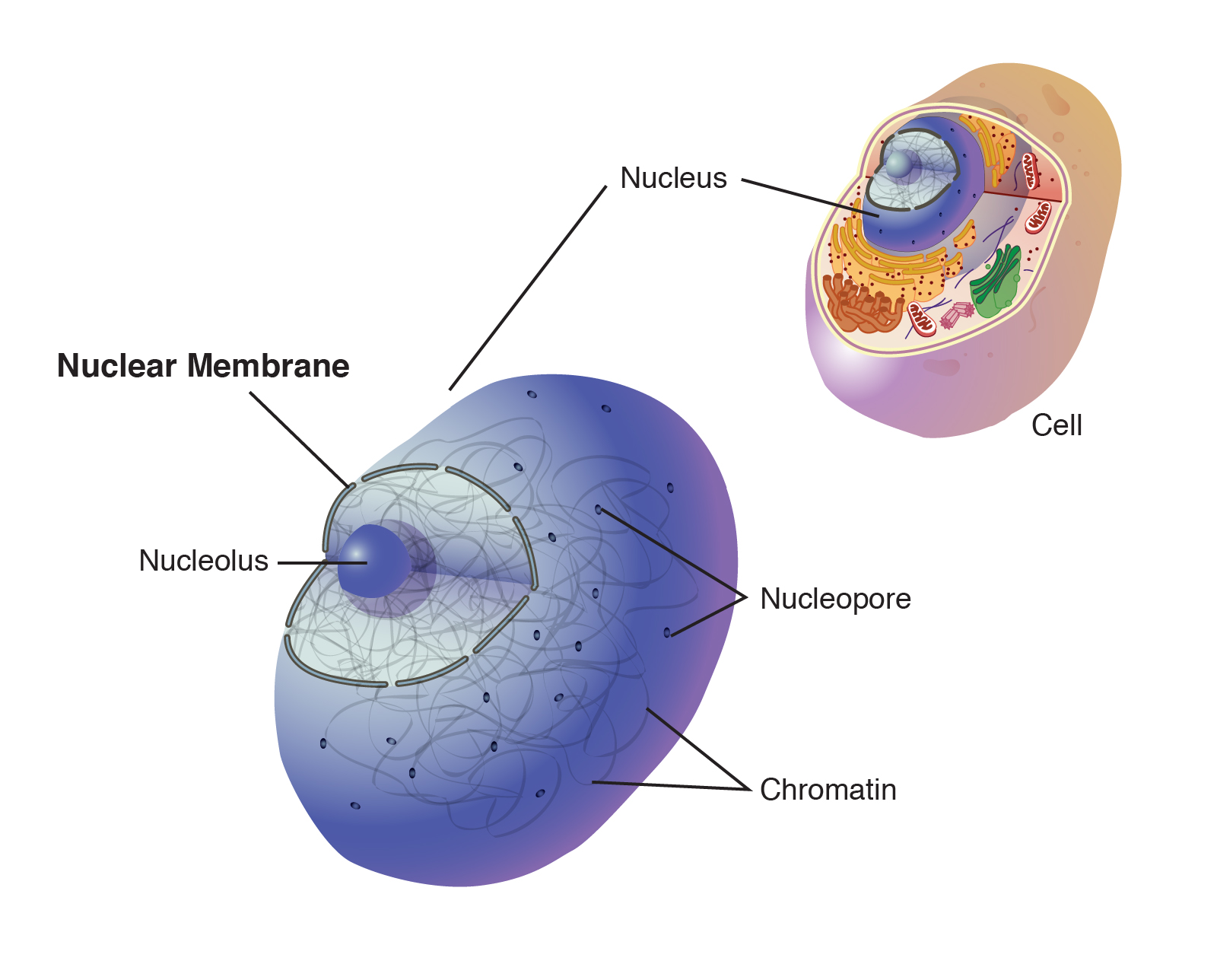 Top 10 Features and Characteristics of the Nuclear Membrane