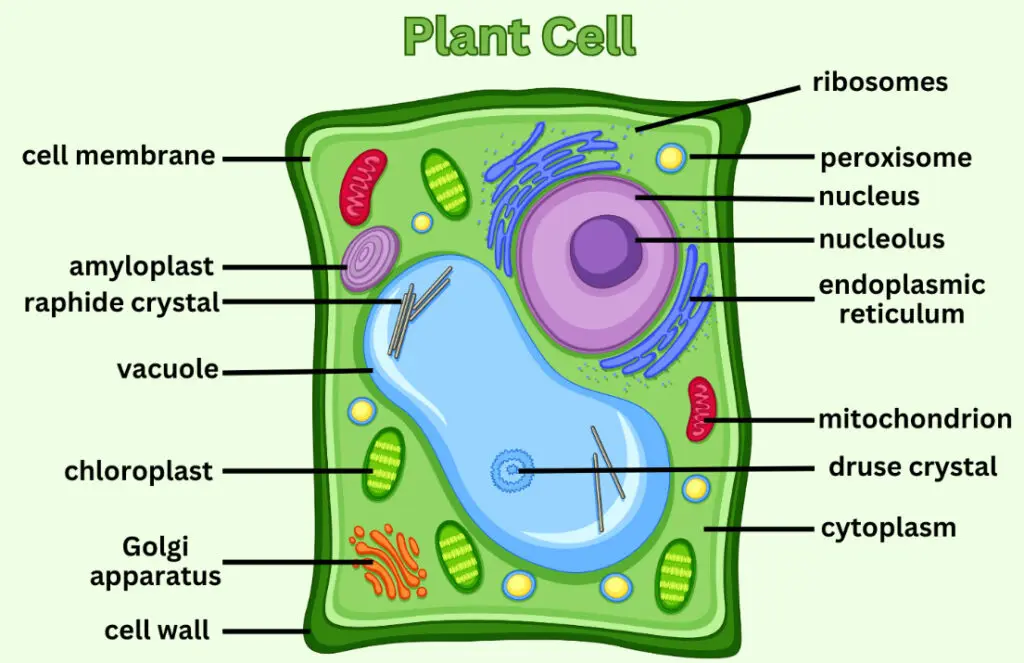 Top 10 Characteristics And Features Of The Plant Cell