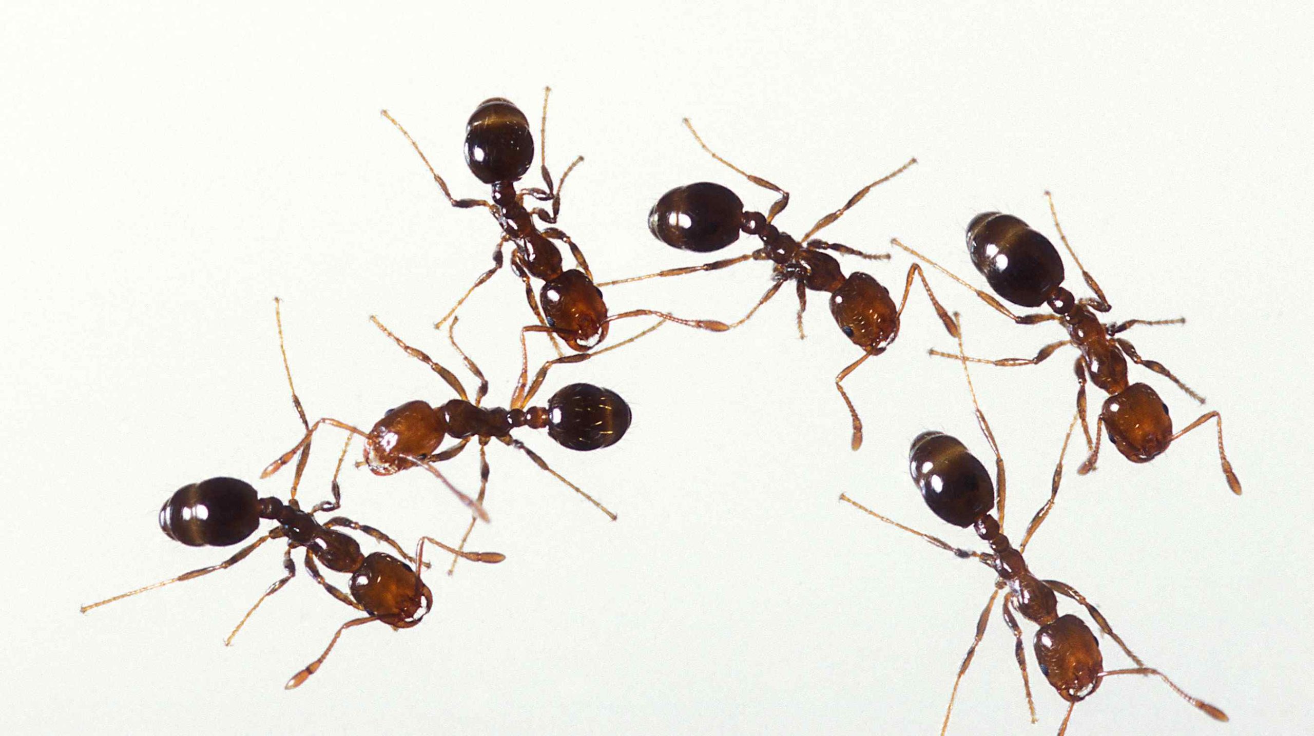 Ants: What Are They, Habitat, Diet And Characteristics