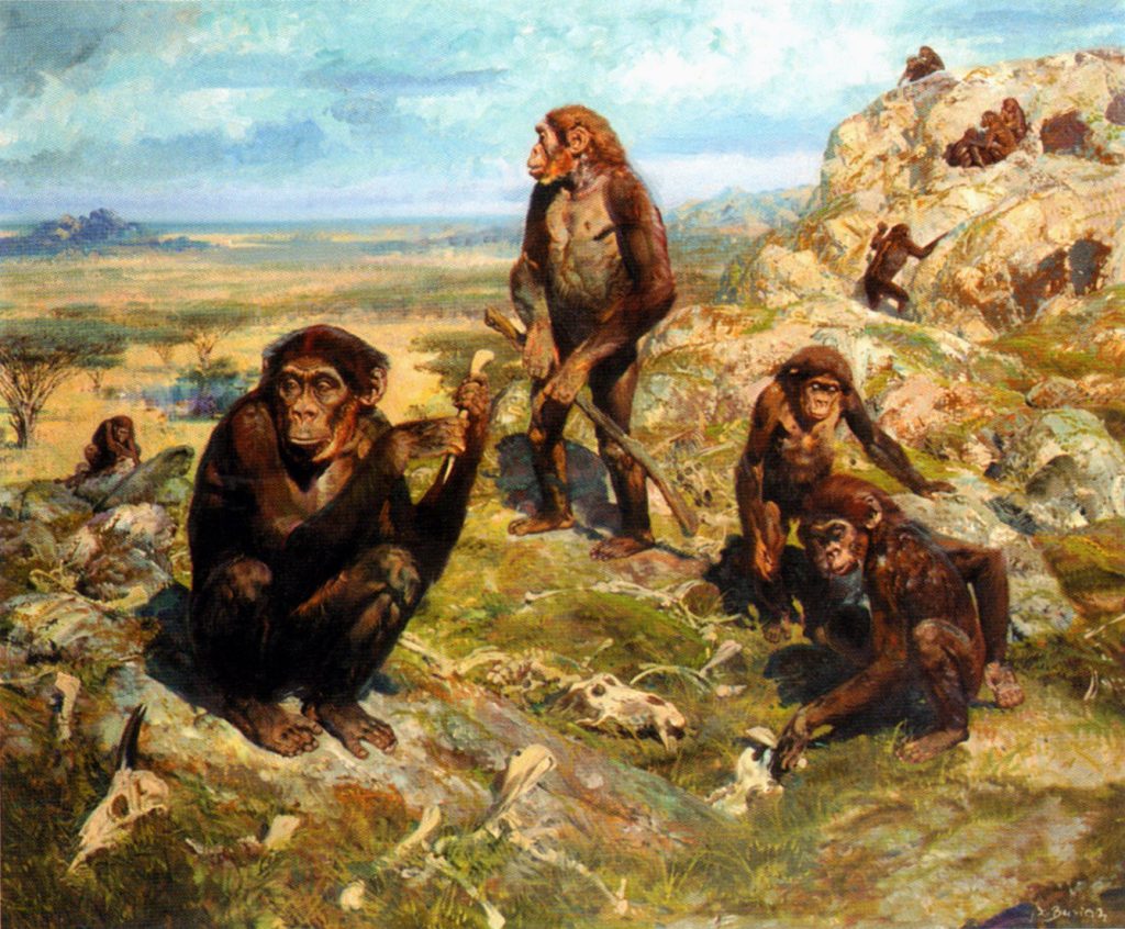 Australopithecus: Origin, Extinction, Features And Characteristics