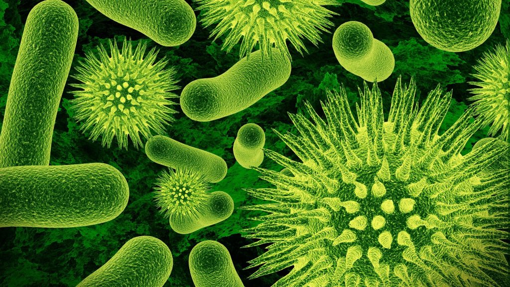 Bacteria: Classification, Feeding, Features and Characteristics