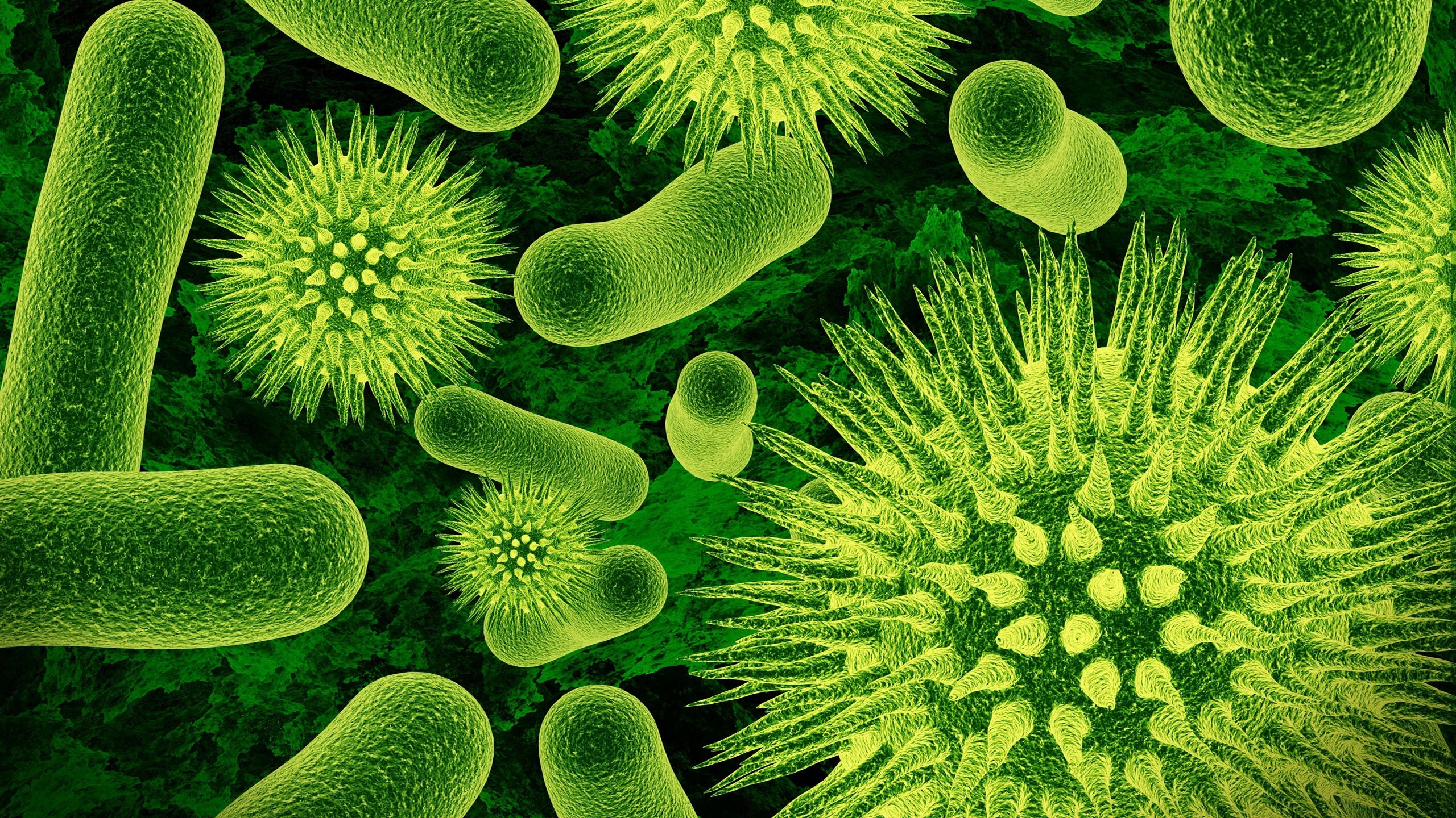 Bacteria: Classification, Feeding, Features and Characteristics