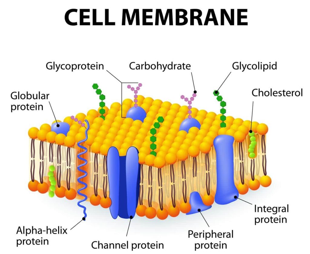 Cell Membrane: Characteristics, Features, Functions And Structure
