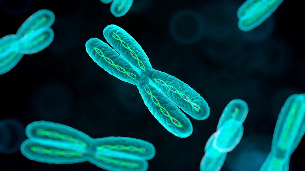Chromosomes: What Are They, Function, Types, Features and Characteristics