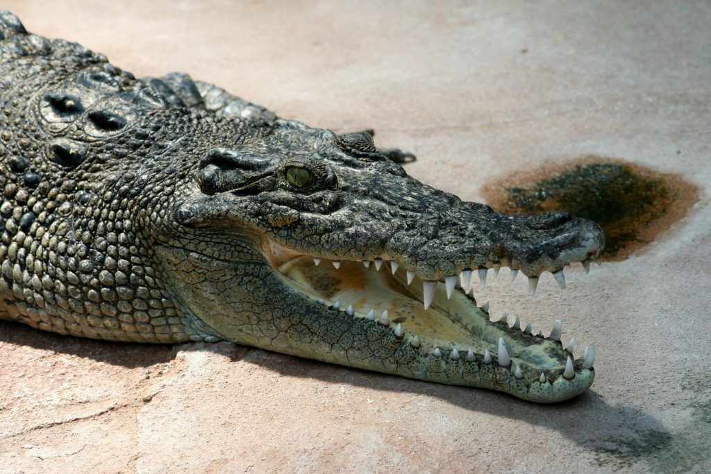 Crocodile: Feeding, Reproduction, Features and Characteristics