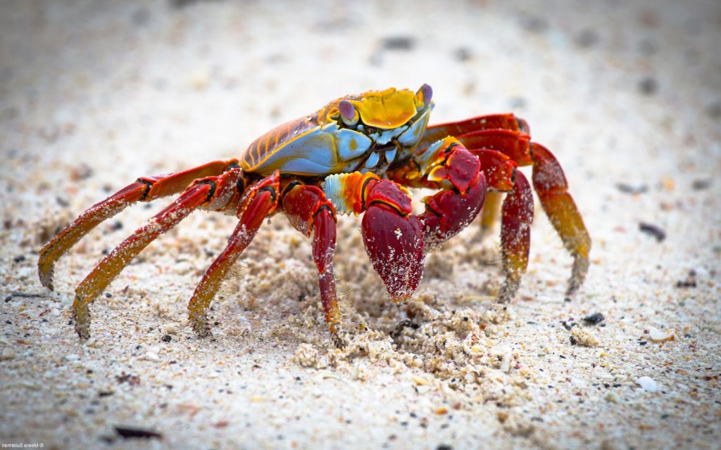 Crustaceans: Information, Types, Habitat, Features And Characteristics
