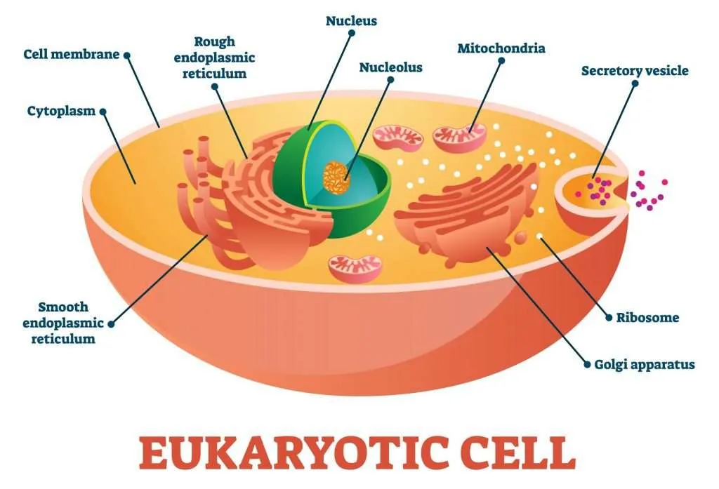 Eukaryotic Cell: Origin, Parts, Functions, Features and Characteristics