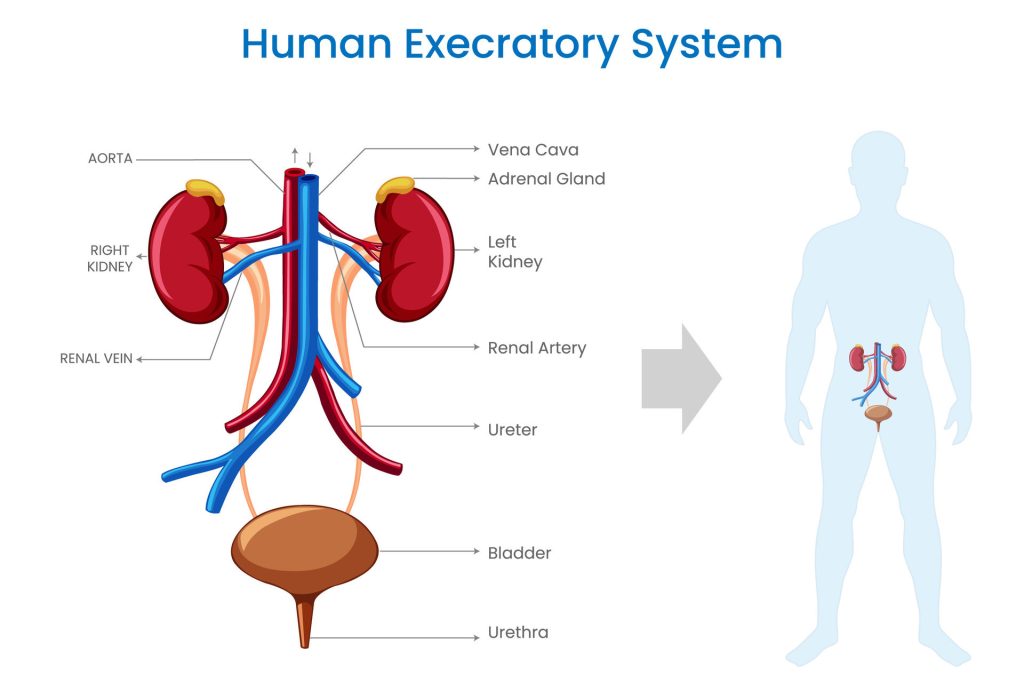 Human Excretory System: Parts, Functions, Features And Characteristics