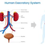 Human Excretory System: Parts, Functions, Features And Characteristics