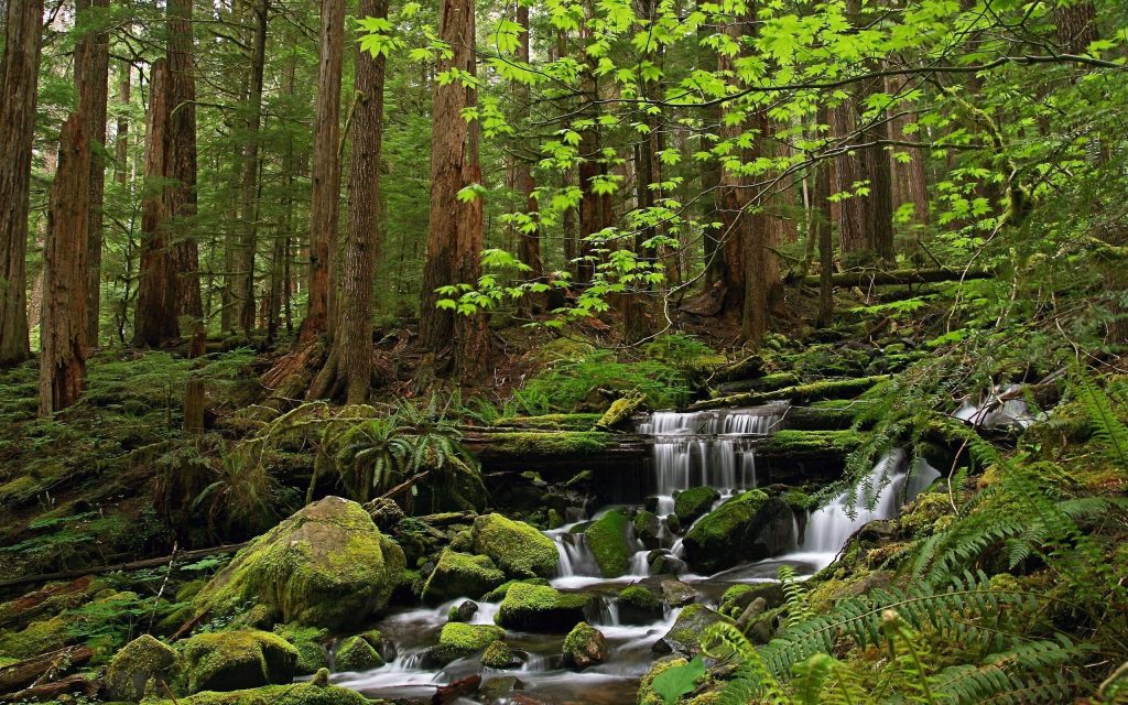 Forests: Origin, Classification, Importance, Features And Characteristics