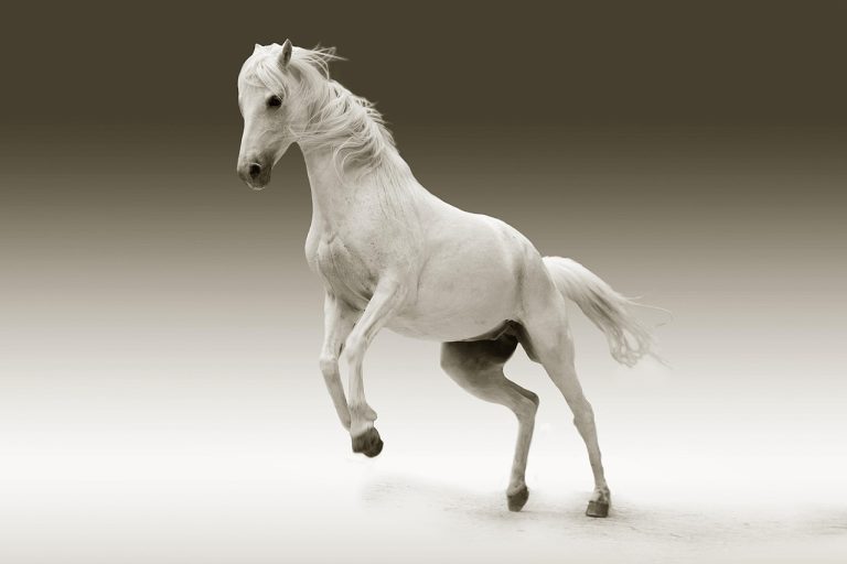 Horse: Characteristics, Features, Diet, Types and Care