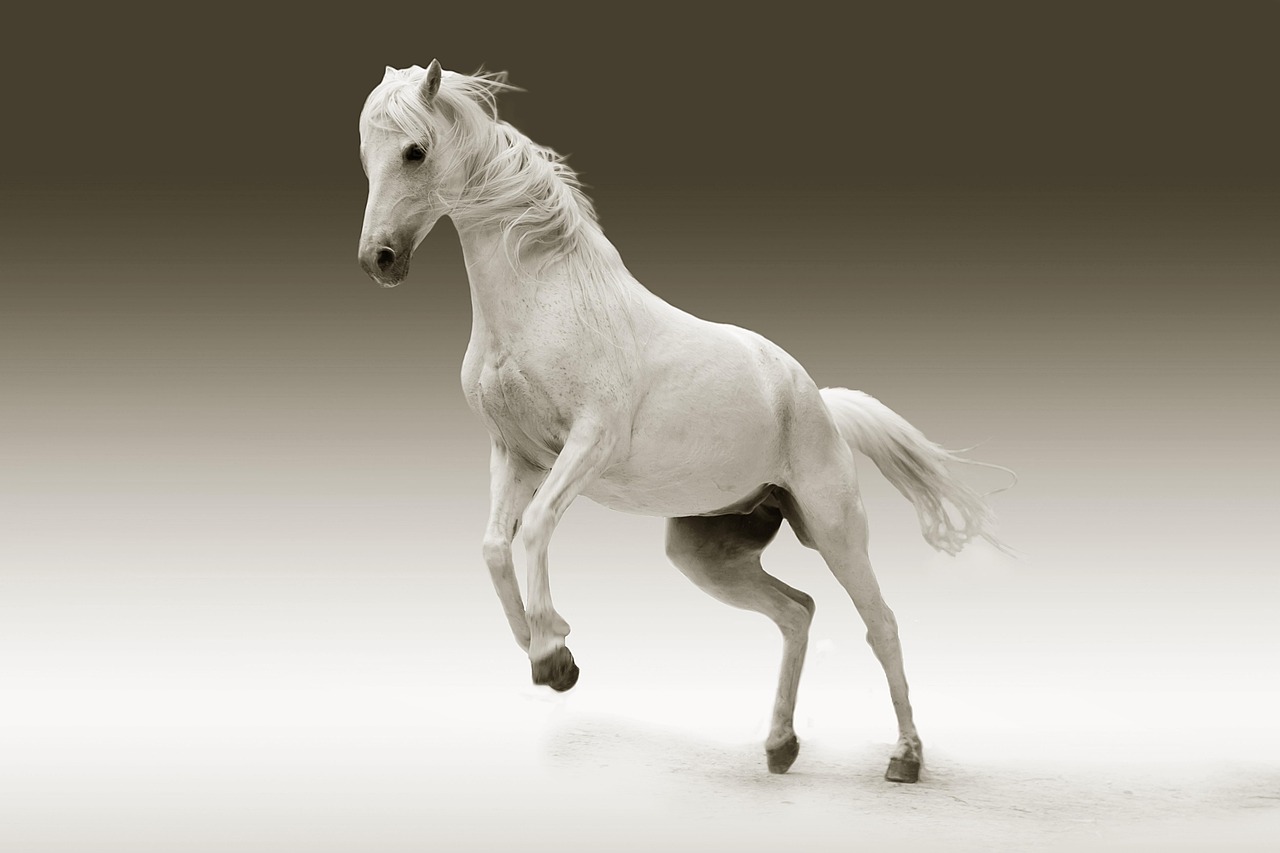 Horse: Characteristics, Features, Diet, Types and Care