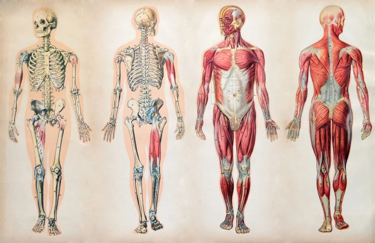Human Body: Composition, Systems, Features and Characteristics