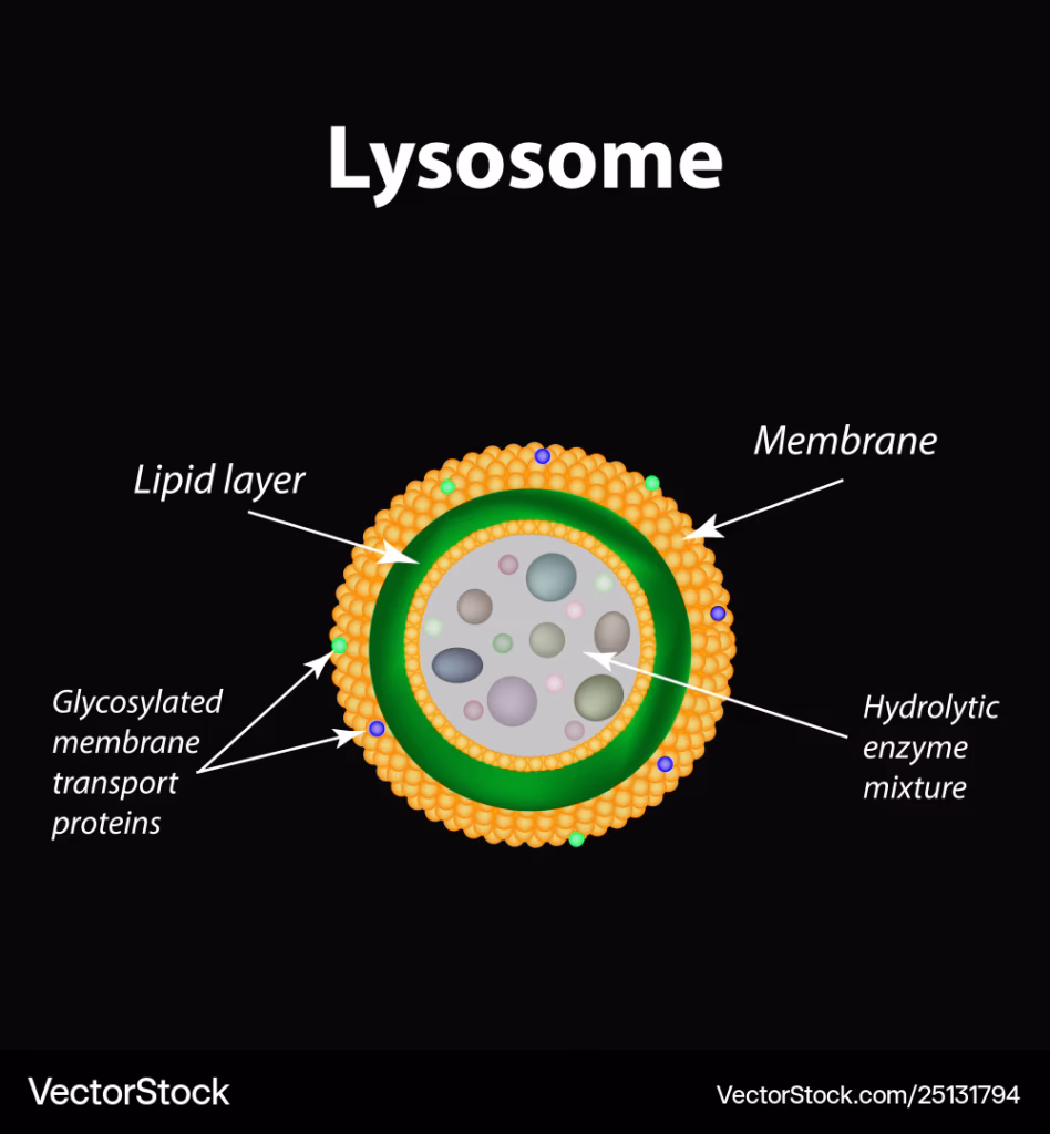 Lysosomes: Characteristics, Features, Types, Functions and Composition