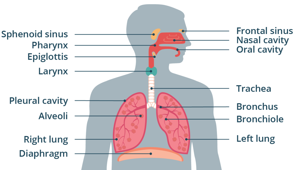 Respiratory System: Information, Features, Organs, Functions, Diseases