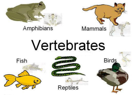 Vertebrates: Characteristics, Features, Origin, Classification, Invertebrates
