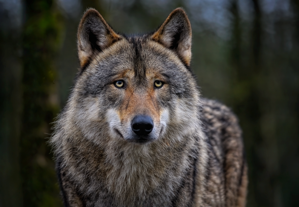 Wolves: 10 Characteristics, Interesting Facts, Habitat, Characteristics, Behaviors