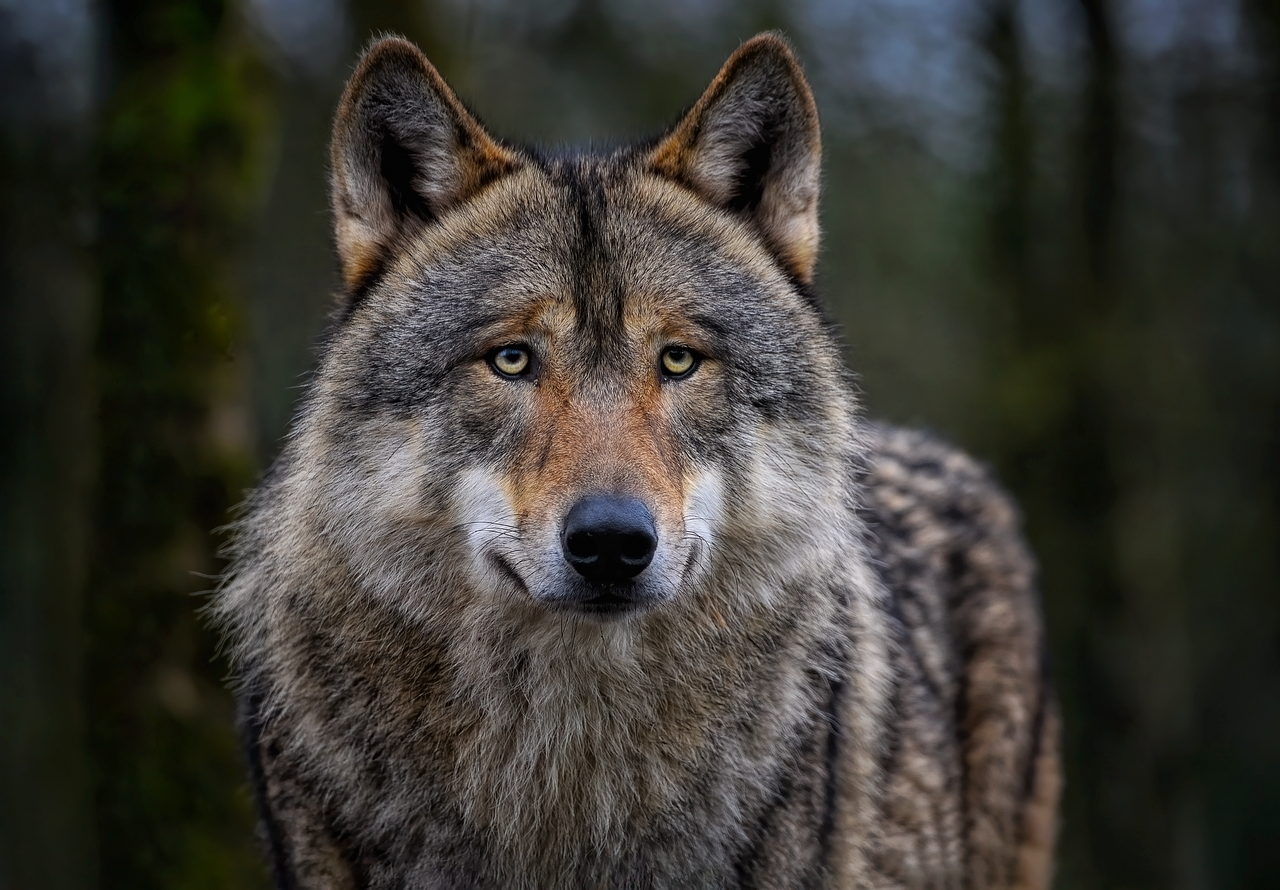 Wolves: 10 Characteristics, Interesting Facts, Habitat, Characteristics, Behaviors