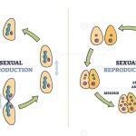 Sexual and Asexual Reproduction