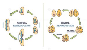 Sexual and Asexual Reproduction