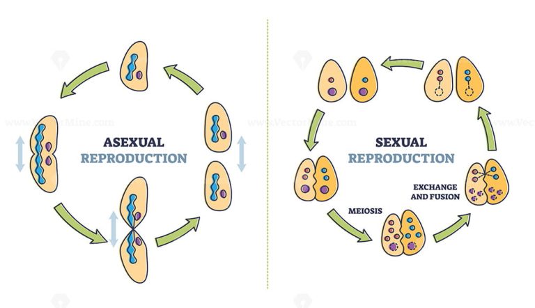 Sexual and Asexual Reproduction