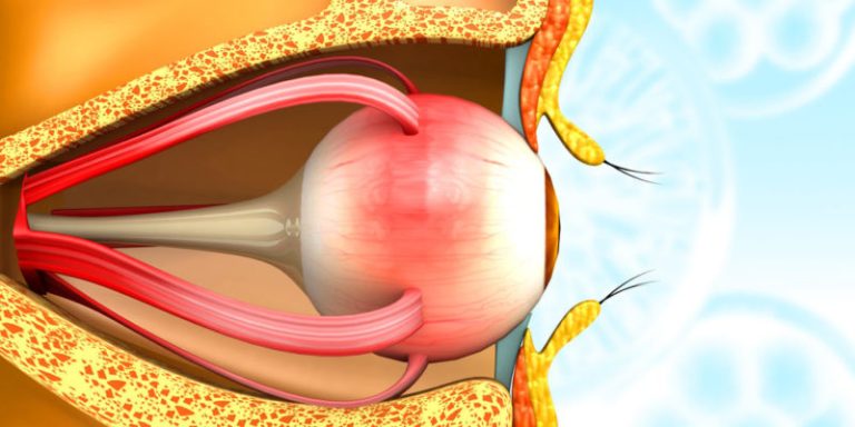 Human Eye: Information, Parts, Functions and Characteristics